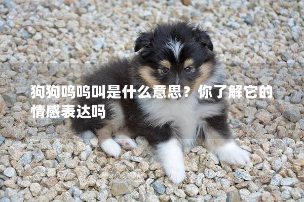 狗狗嗚嗚叫是什么意思？你了解它的情感表達嗎