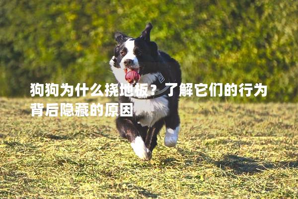 狗狗為什么撓地板？了解它們的行為背后隱藏的原因