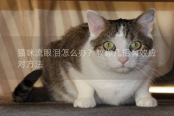 貓咪流眼淚怎么辦？教你幾招有效應對方法