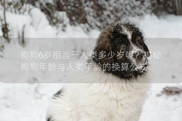 狗狗6歲相當(dāng)于人類多少歲呢？揭秘狗狗年齡與人類年齡的換算公式