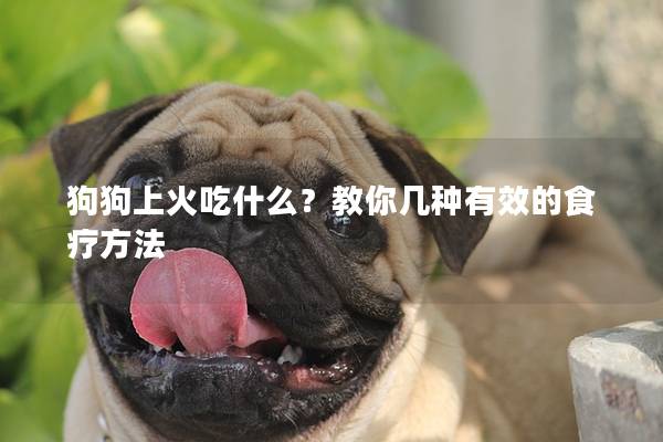 狗狗上火吃什么？教你幾種有效的食療方法