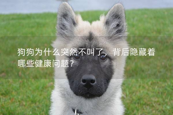 狗狗為什么突然不叫了，背后隱藏著哪些健康問題？