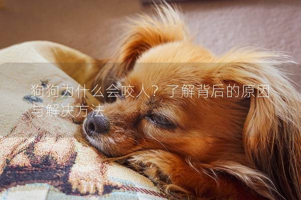 狗狗為什么會咬人？了解背后的原因與解決方法