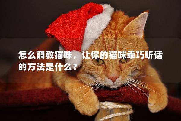 怎么調(diào)教貓咪，讓你的貓咪乖巧聽話的方法是什么？
