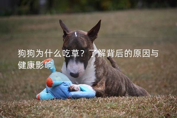 狗狗為什么吃草？了解背后的原因與健康影響