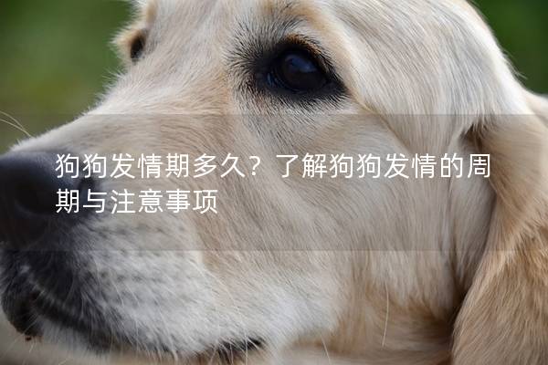 狗狗發(fā)情期多久？了解狗狗發(fā)情的周期與注意事項(xiàng)