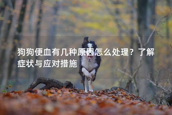 狗狗便血有幾種原因怎么處理？了解癥狀與應對措施