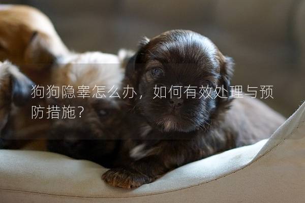 狗狗隱睪怎么辦，如何有效處理與預(yù)防措施？
