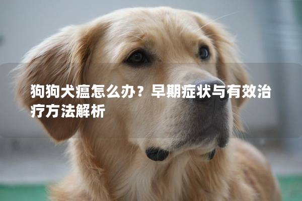 狗狗犬瘟怎么辦?早期癥狀與有效治療方法解析 狗狗犬瘟怎么辦?早期癥狀與有效治療方法解析