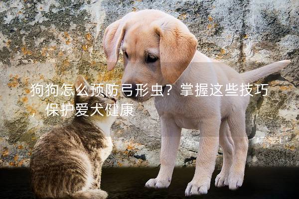 狗狗怎么預防弓形蟲？掌握這些技巧，保護愛犬健康
