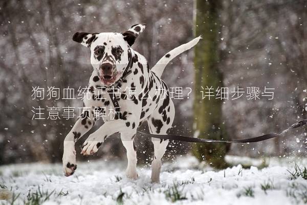 狗狗血統證書怎么辦理？詳細步驟與注意事項解析