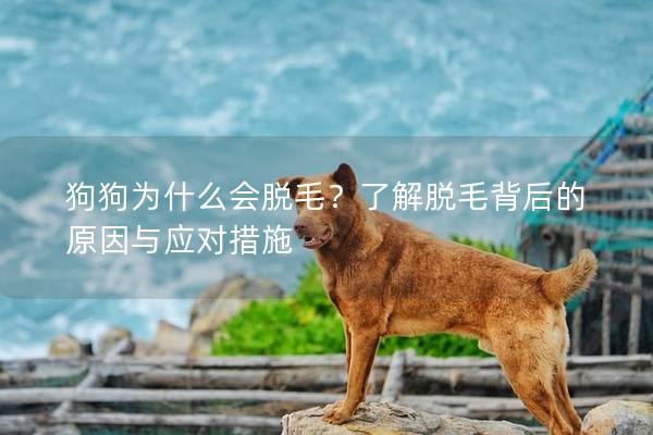 狗狗為什么會脫毛？了解脫毛背后的原因與應(yīng)對措施