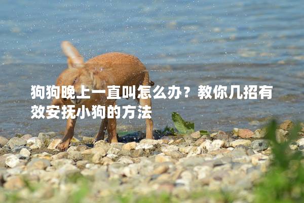 狗狗晚上一直叫怎么辦？教你幾招有效安撫小狗的方法