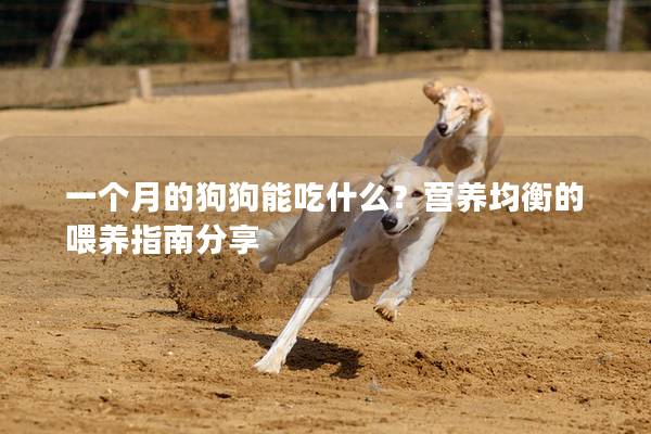 一個月的狗狗能吃什么？營養均衡的喂養指南分享