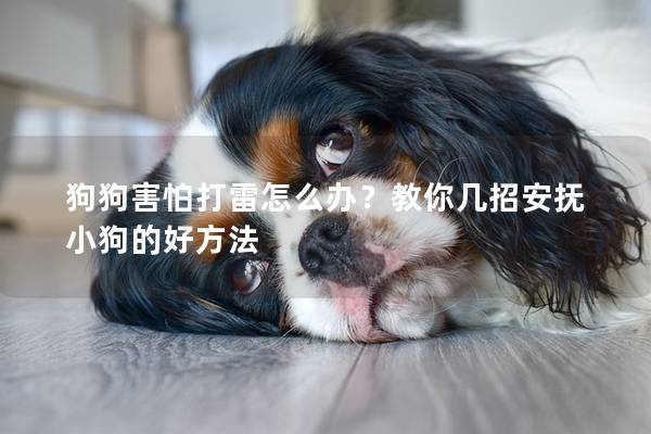 狗狗害怕打雷怎么辦？教你幾招安撫小狗的好方法