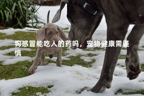 狗感冒能吃人的藥嗎，寵物健康需謹(jǐn)慎