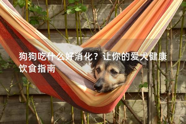 狗狗吃什么好消化？讓你的愛犬健康飲食指南