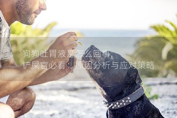 狗狗吐胃液是怎么回事, 鏟屎官必看:原因分析與應對策略 狗狗吐胃液是怎么回事, 鏟屎官必看:原因分析與應對策略