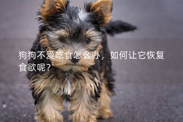 狗狗不愛吃食怎么辦，如何讓它恢復食欲呢？
