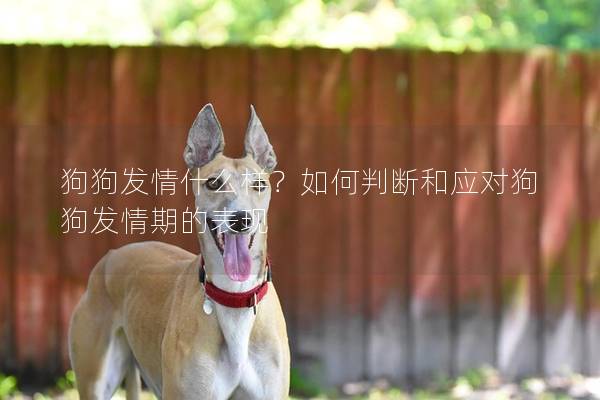 狗狗發情什么樣？如何判斷和應對狗狗發情期的表現