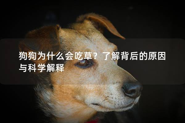 狗狗為什么會(huì)吃草？了解背后的原因與科學(xué)解釋