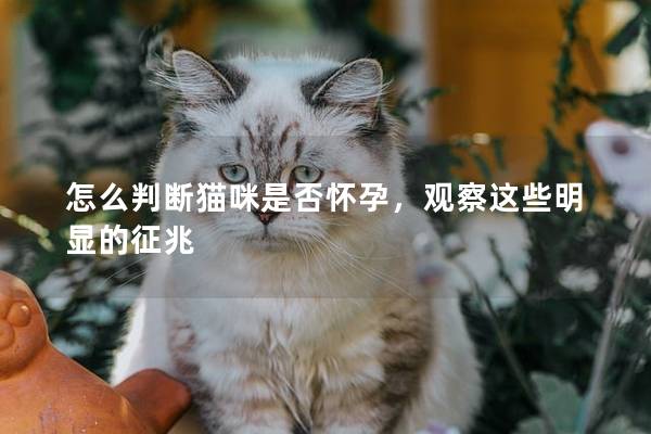 怎么判斷貓咪是否懷孕，觀察這些明顯的征兆