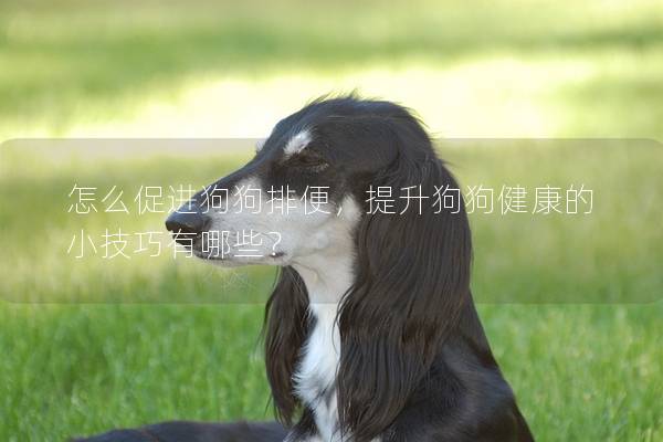怎么促進(jìn)狗狗排便，提升狗狗健康的小技巧有哪些？