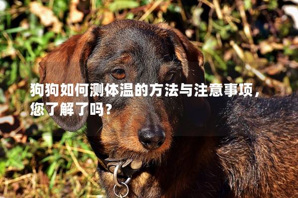 狗狗如何測體溫的方法與注意事項，您了解了嗎？