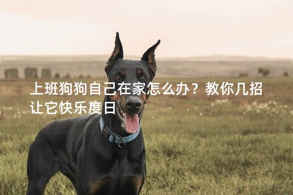 上班狗狗自己在家怎么辦？教你幾招讓它快樂度日