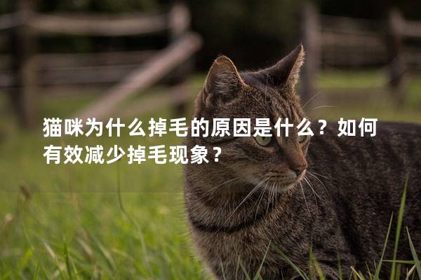 貓咪為什么掉毛的原因是什么？如何有效減少掉毛現象？