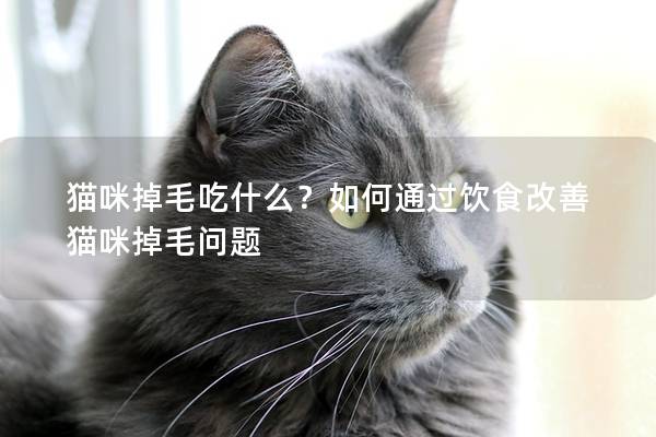 貓咪掉毛吃什么？如何通過飲食改善貓咪掉毛問題