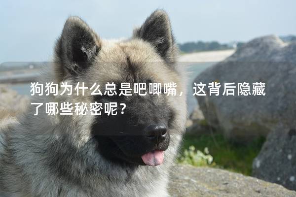 狗狗為什么總是吧唧嘴，這背后隱藏了哪些秘密呢？