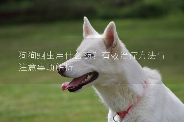 狗狗蛔蟲用什么藥？有效治療方法與注意事項解析