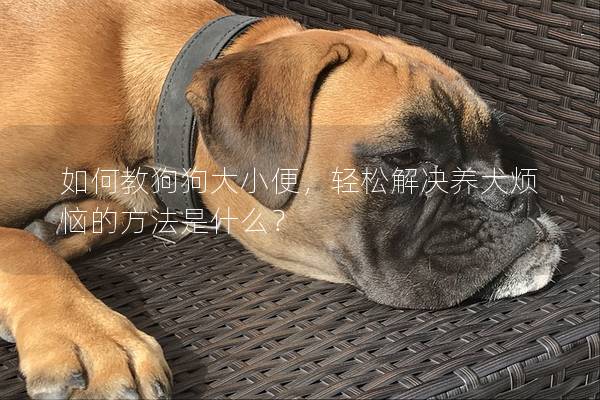 如何教狗狗大小便，輕松解決養犬煩惱的方法是什么？