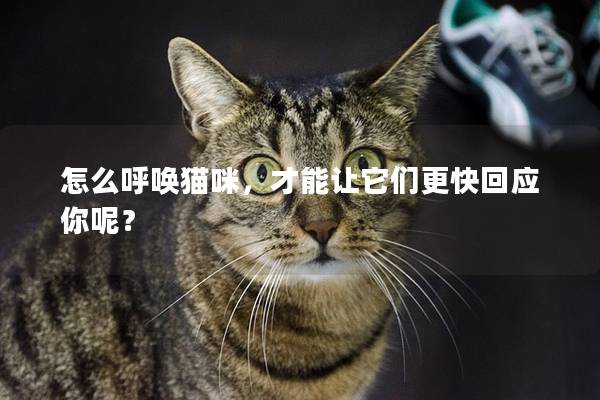 怎么呼喚貓咪，才能讓它們更快回應你呢？