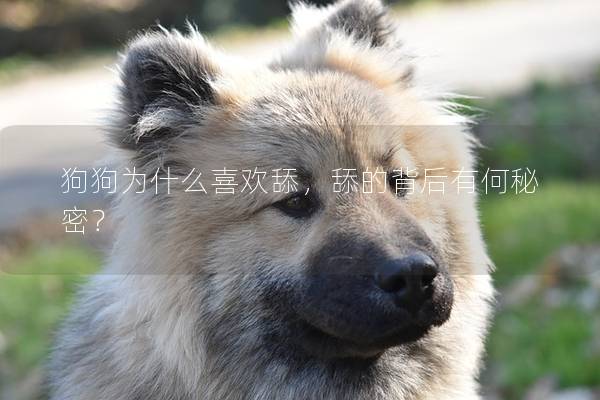 狗狗為什么喜歡舔，舔的背后有何秘密？