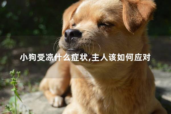 小狗受涼什么癥狀,主人該如何應(yīng)對(duì)