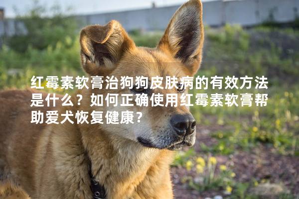紅霉素軟膏治狗狗皮膚病的有效方法是什么？如何正確使用紅霉素軟膏幫助愛犬恢復健康？