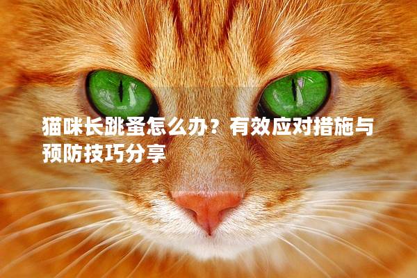 貓咪長跳蚤怎么辦？有效應對措施與預防技巧分享