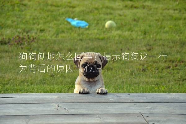 狗狗刨地怎么回事？揭示狗狗這一行為背后的原因與心理