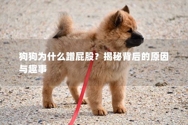 狗狗為什么蹭屁股？揭秘背后的原因與趣事