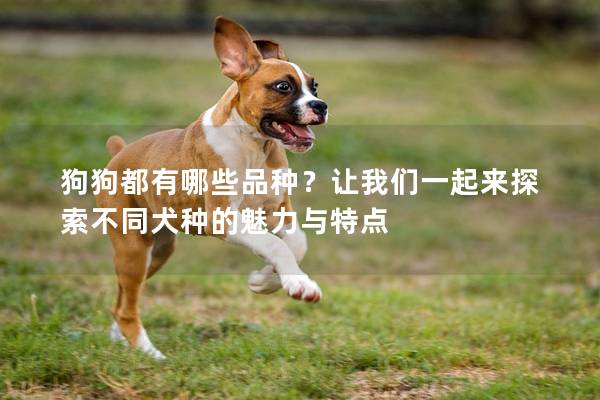 狗狗都有哪些品種？讓我們一起來探索不同犬種的魅力與特點(diǎn)