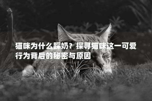 貓咪為什么踩奶？探尋貓咪這一可愛行為背后的秘密與原因