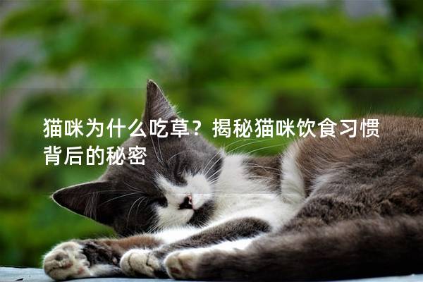 貓咪為什么吃草？揭秘貓咪飲食習慣背后的秘密
