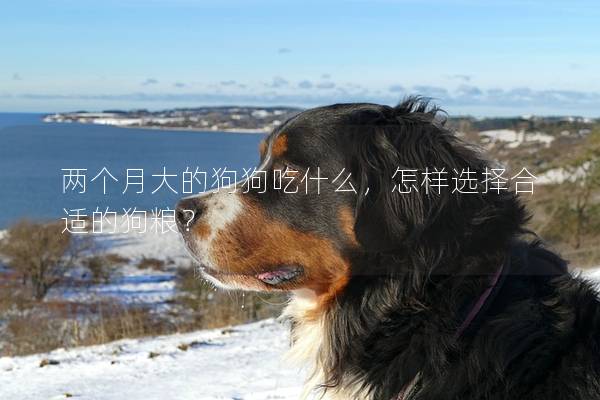 兩個月大的狗狗吃什么，怎樣選擇合適的狗糧？