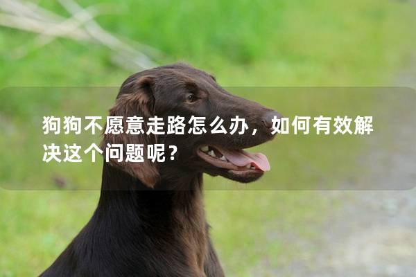 狗狗不愿意走路怎么辦，如何有效解決這個問題呢？