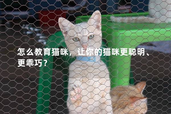 怎么教育貓咪，讓你的貓咪更聰明、更乖巧？
