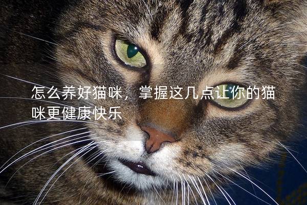 怎么養好貓咪,掌握這幾點讓你的貓咪更健康快樂 怎么養好貓咪,掌握這幾點讓你的貓咪更健康快樂