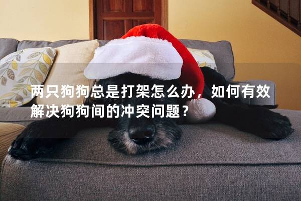 兩只狗狗總是打架怎么辦,如何有效解決狗狗間的沖突問題? 兩只狗狗總是打架怎么辦,如何有效解決狗狗間的沖突問題?