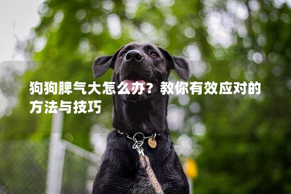 狗狗脾氣大怎么辦？教你有效應對的方法與技巧